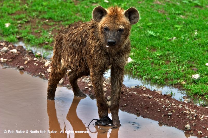 Hyena