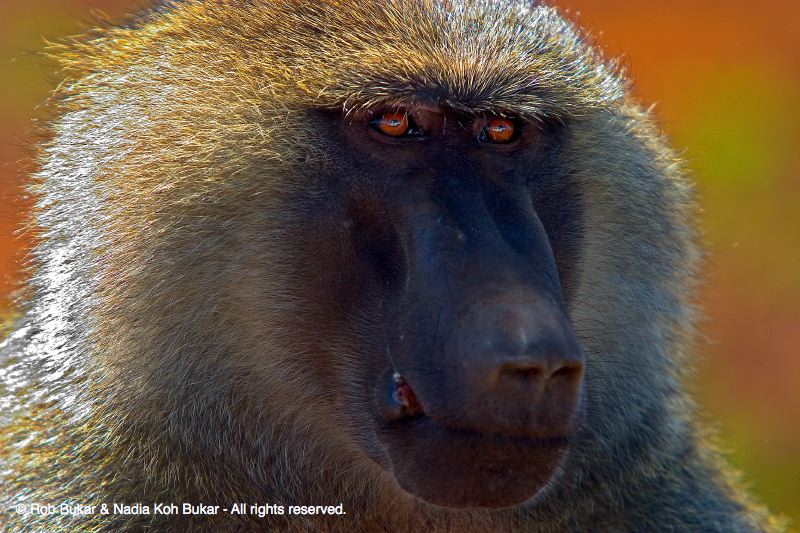 Adult Male Baboon