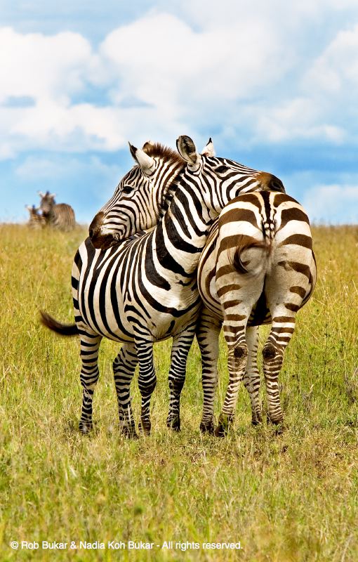 Zebra Affection