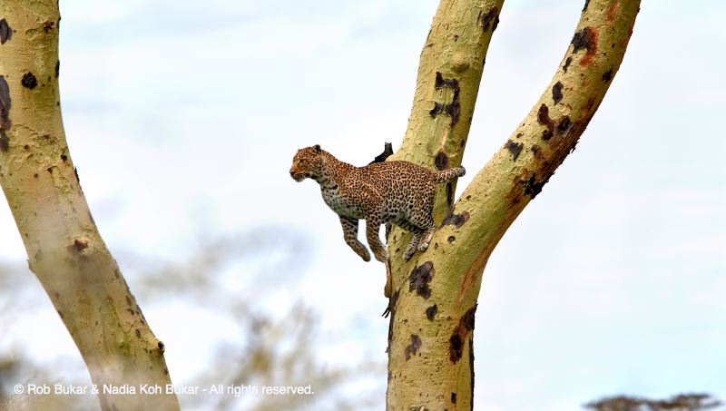 Leopard Jump