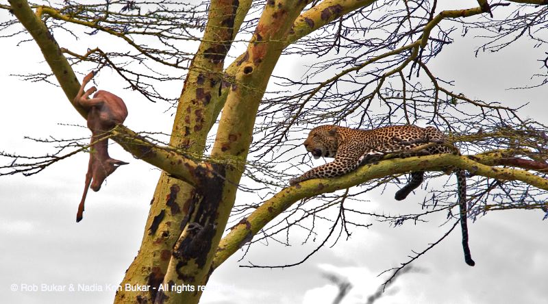 Leopard With Impala