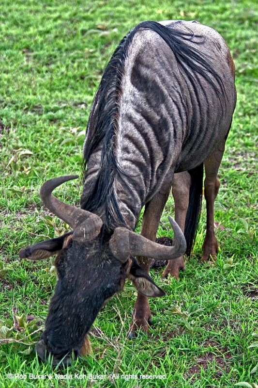 Wildebeest