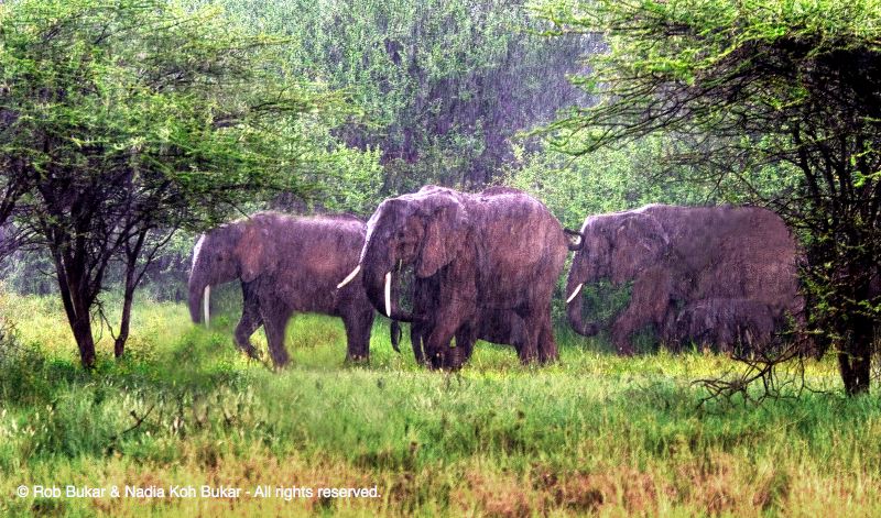 Elephants In The Rain