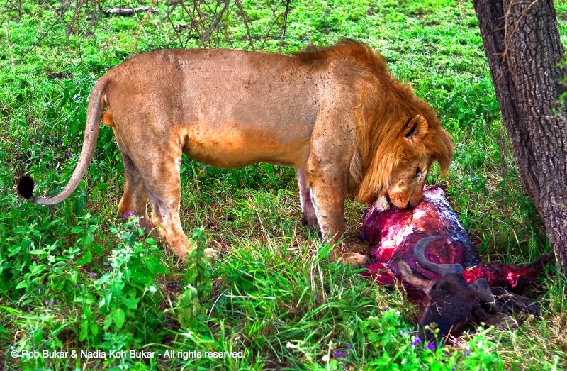 Lion and Wildebeest