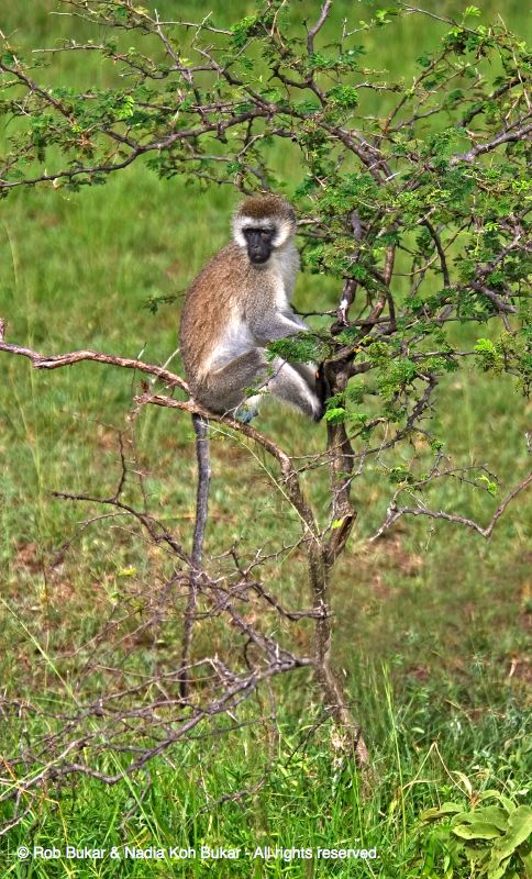 Black Faced Vervet