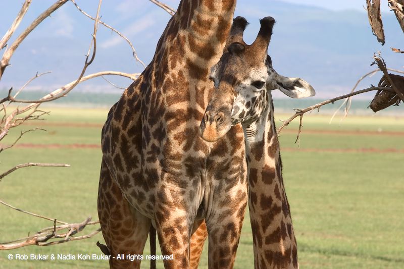 Giraffe, big and small