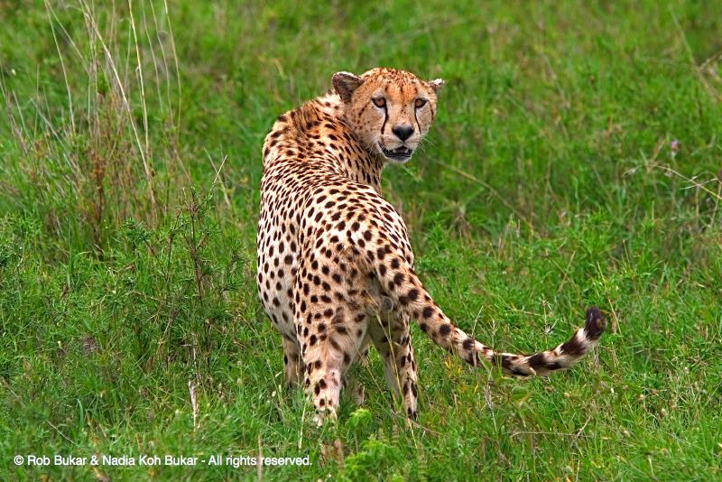 Cheetah