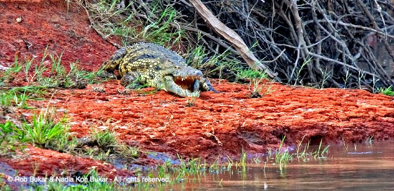 Crocodile