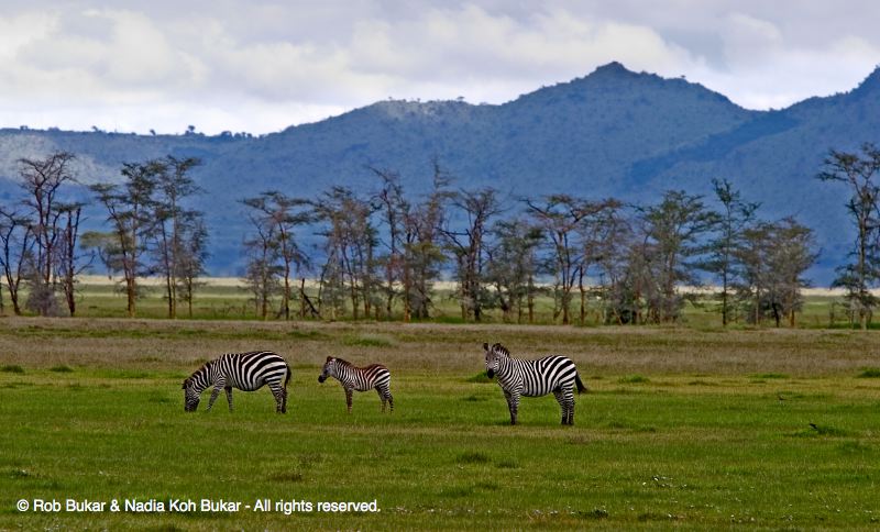 Three Zebra