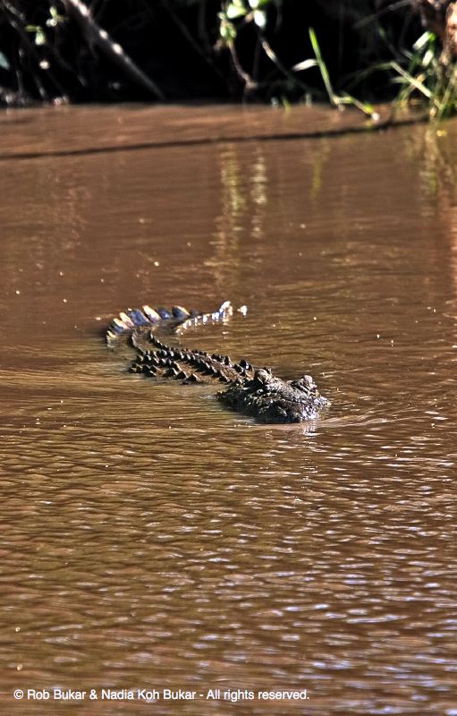 Crocodile