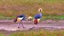 Crested Cranes