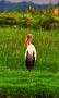 Yellow Billed Stork