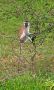 Black Faced Vervet