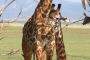 Giraffe, big and small