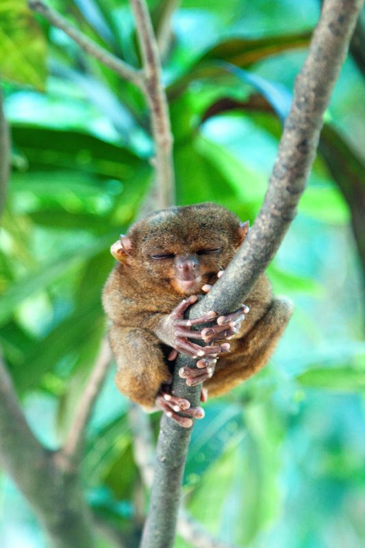 Tarsier