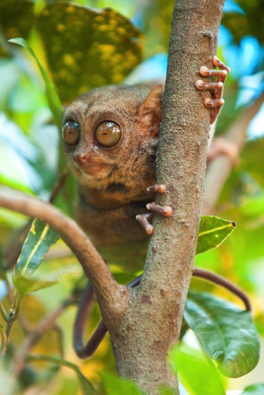 Tarsier