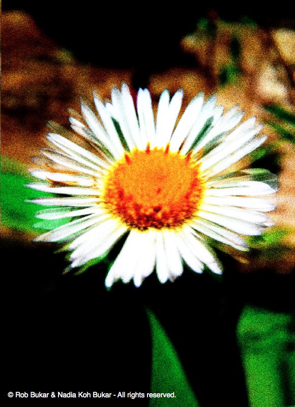 Macro Small Flower