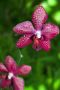 Orchid, Botanical Gardens, Hilo