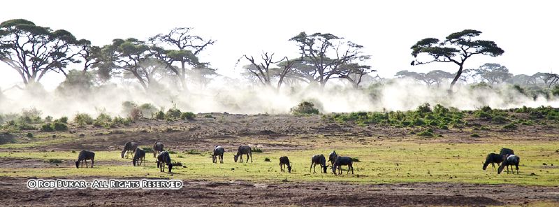 Wildebeest Amboseli