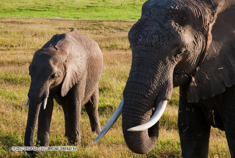 Elephants