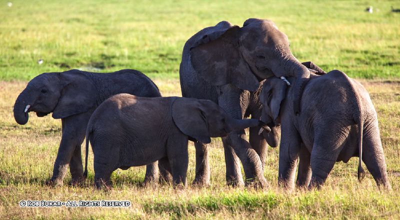 Elephants Playing