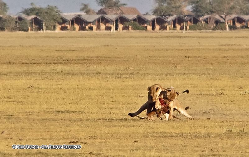 Lions Kill an Impala