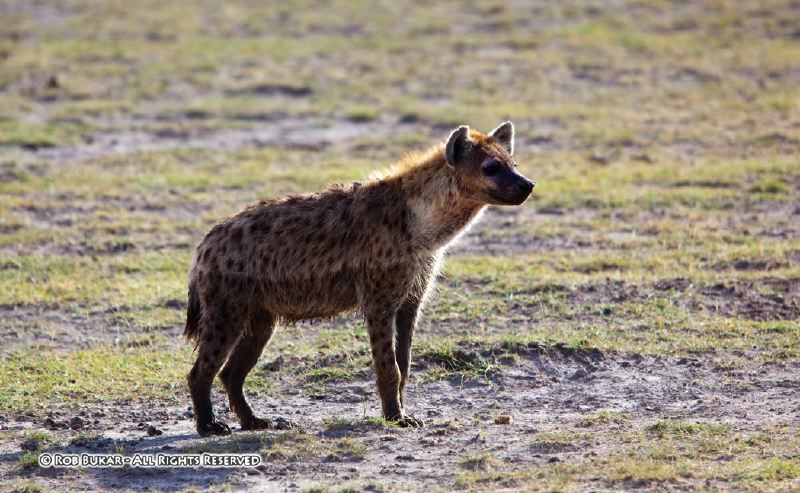 Hyena