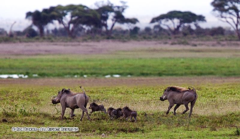 Warthog Family