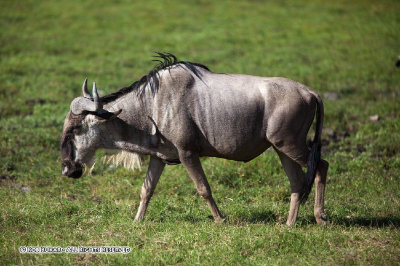 Wildebeest