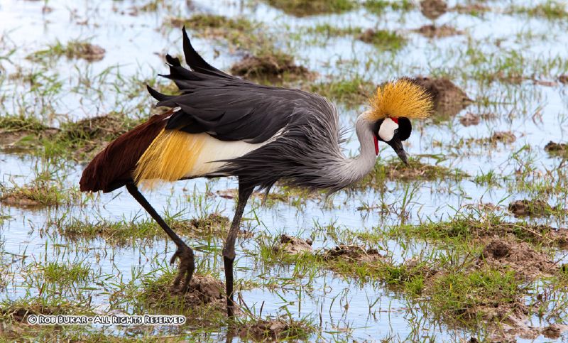 Crested Crane