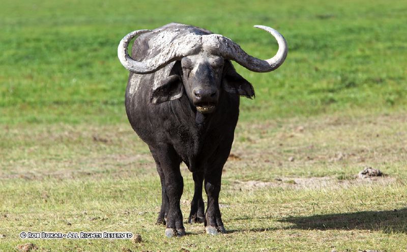 Water Buffalo