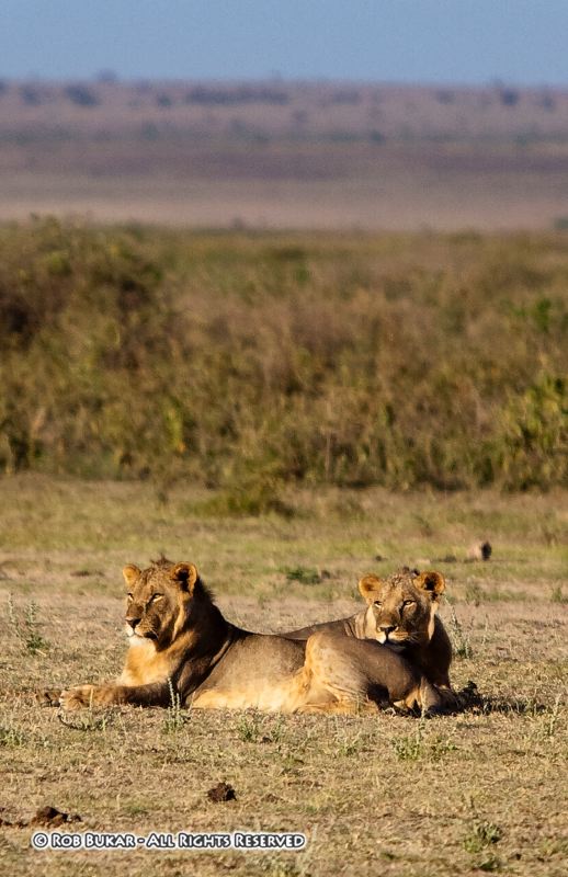 Lions in Amboseli