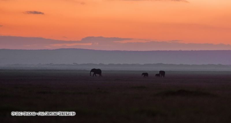 Dusk in Amboseli