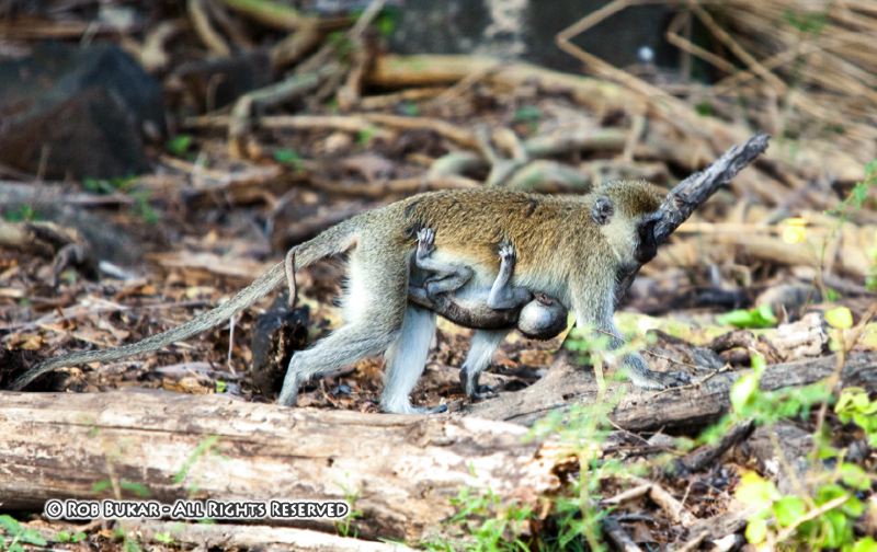 Vervet Monkey and Baby