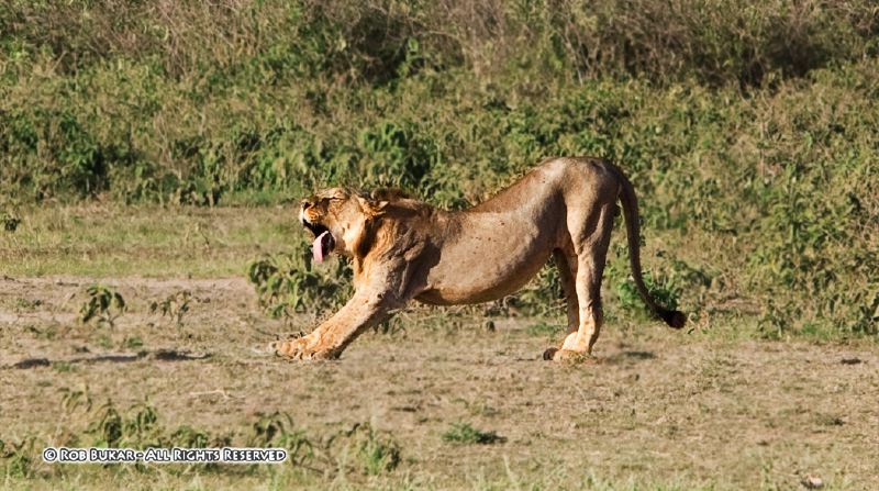 Yawning Lion