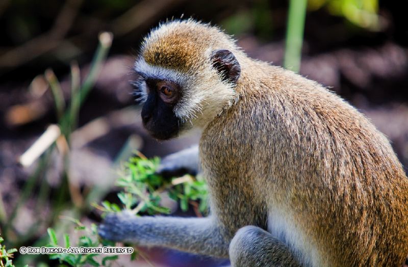 Vervet Monkey