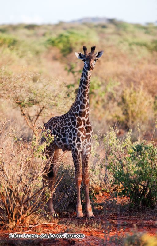 Baby Giraffe