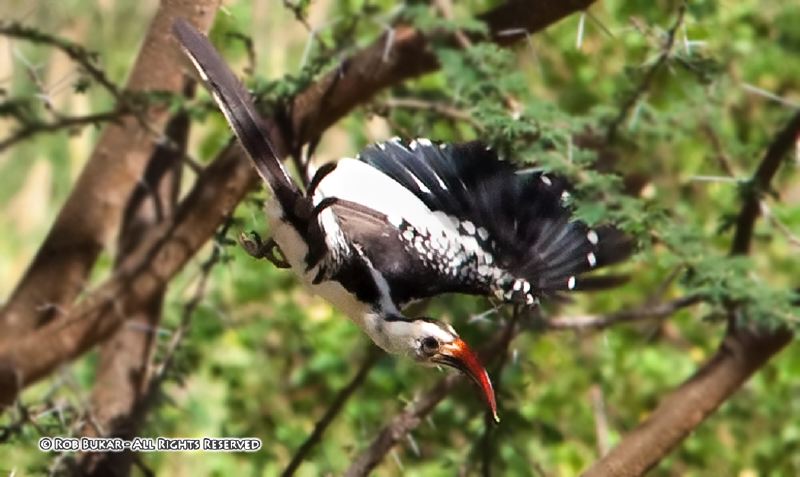 Red-Billed Hornbill