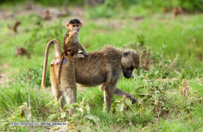 Baboon and Baby