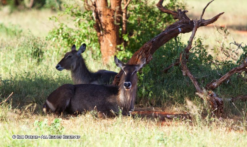 Waterbuck