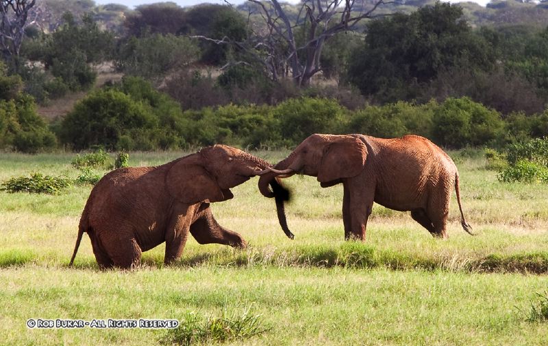 Elephants Playing