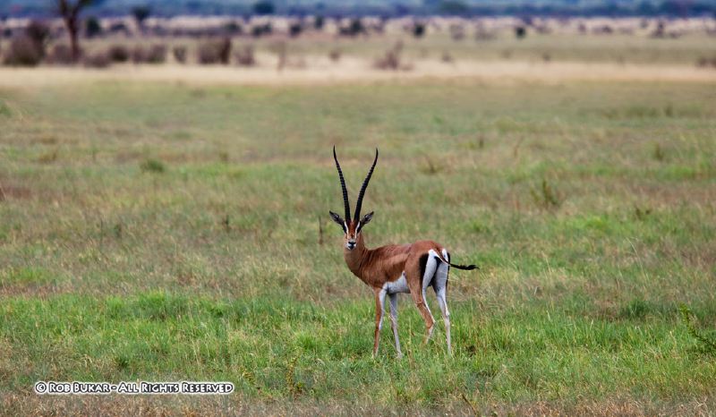 Grants Gazelle