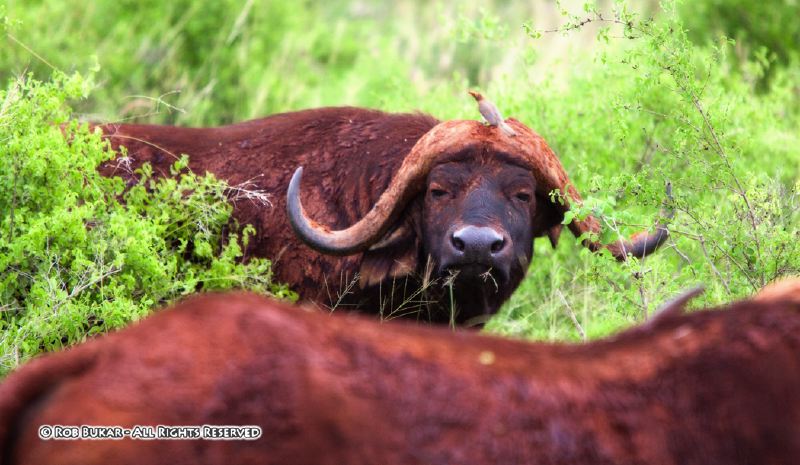 Red Water Buffalo