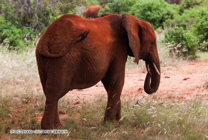 Red Elephant