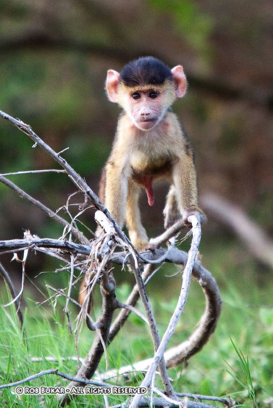 Baby Baboon Penis