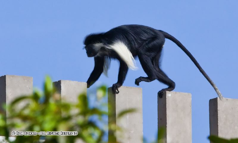 Black and White Colobus