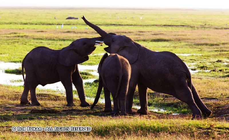 Elephants Playing