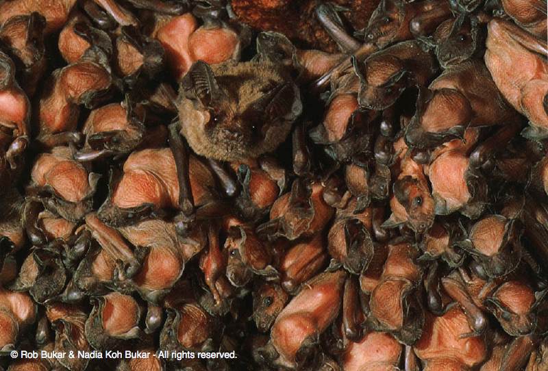 Bats, Carlsbad Caverns,  Postcard