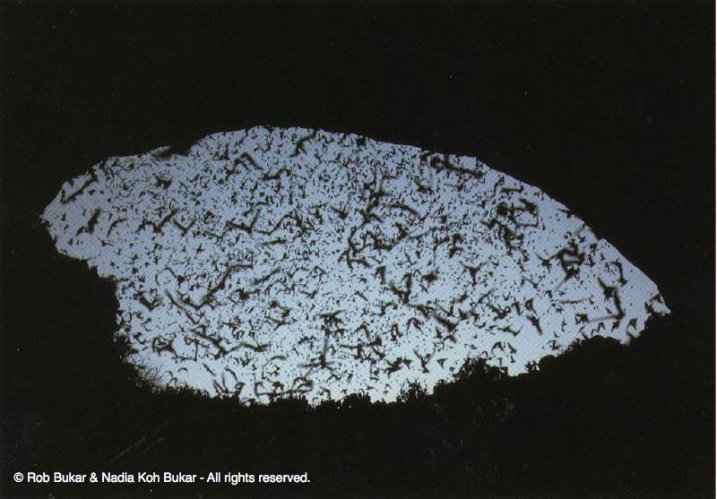 Flying Bats, Carlsbad Caverns