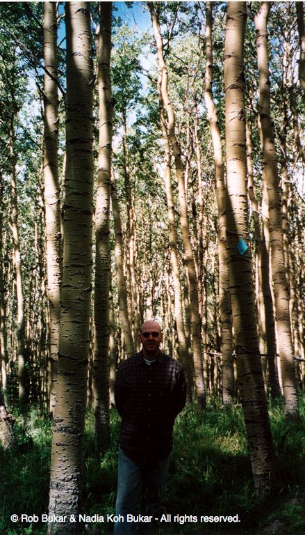 Birch Forest Above Santa Fe